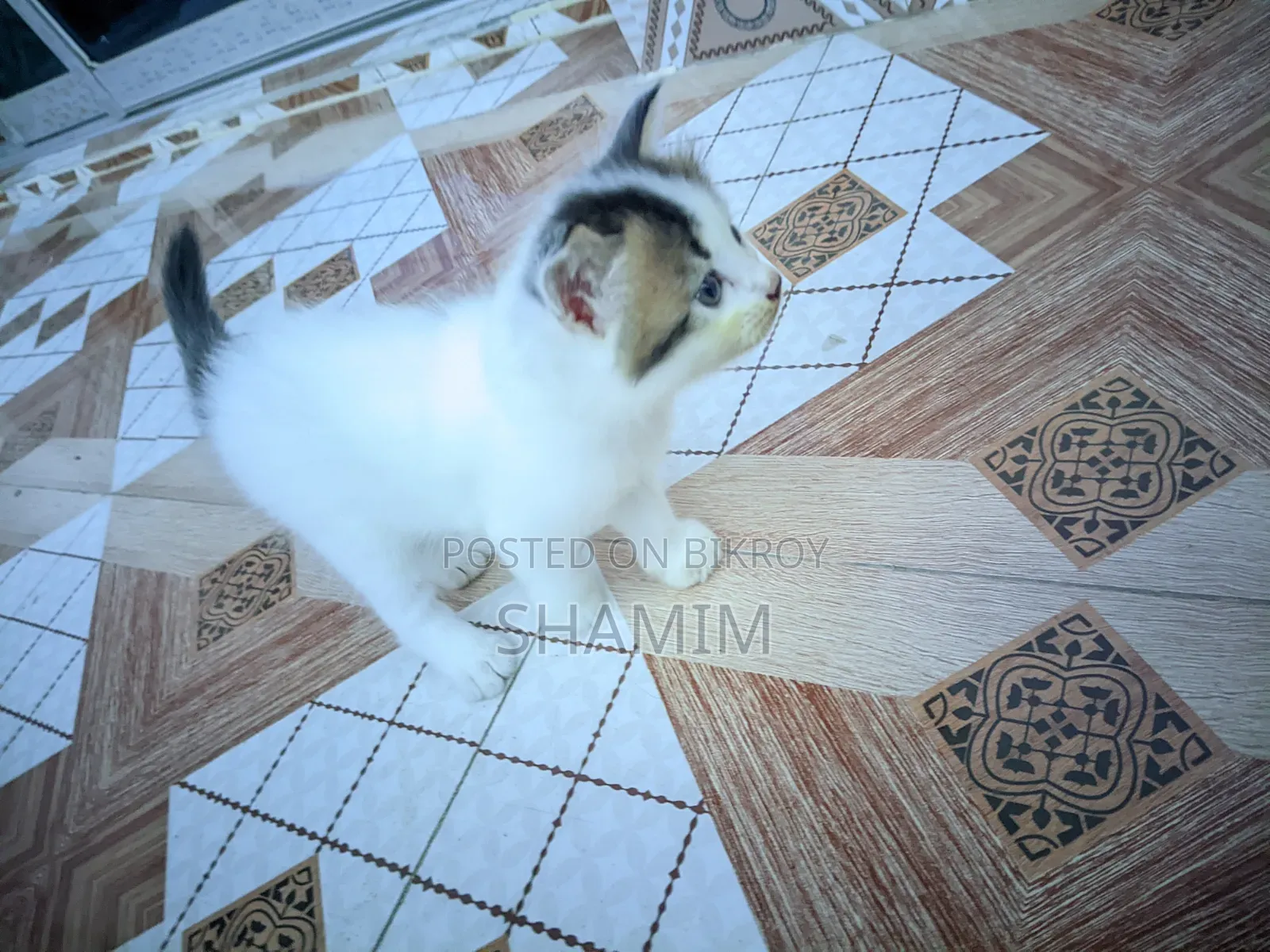 1-3 Months Female Purebred Exotic