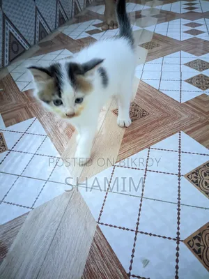 1-3 Months Female Purebred Exotic