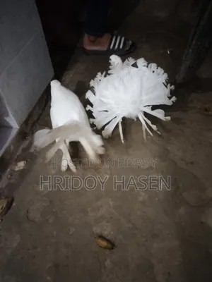 কবুতরের বাজার