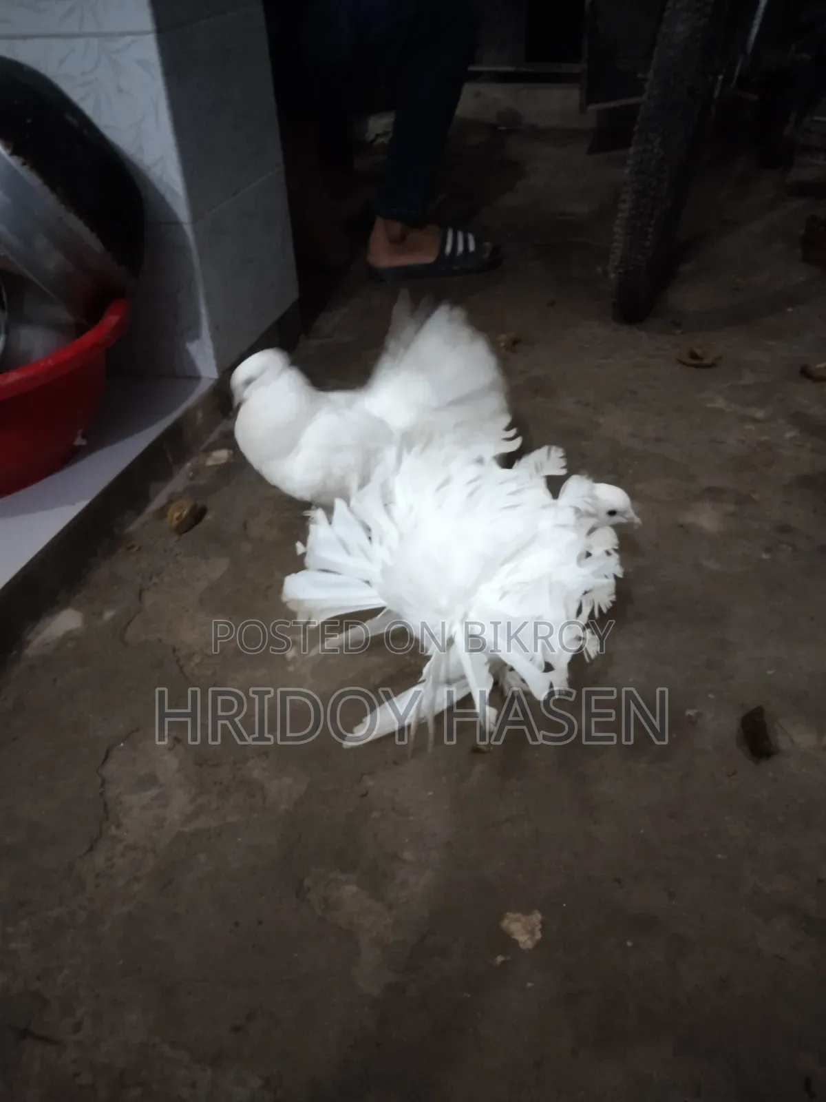 কবুতরের বাজার