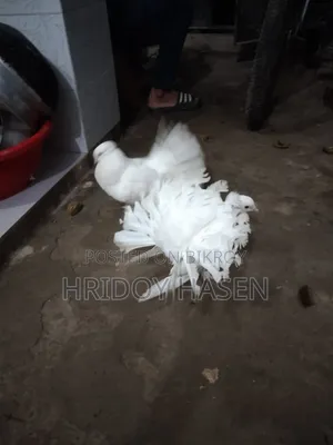 কবুতরের বাজার