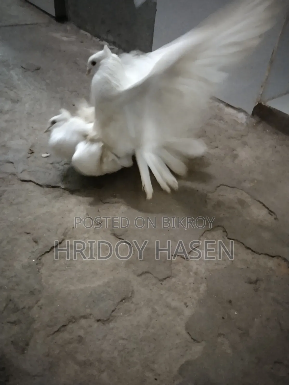 কবুতরের বাজার