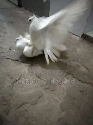 কবুতরের বাজার
