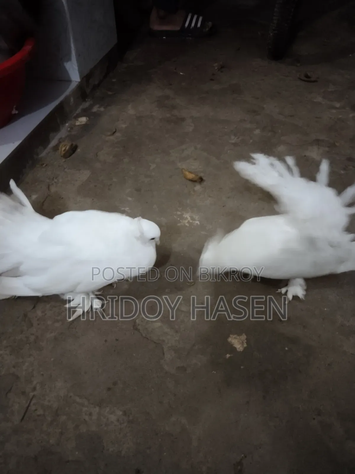 কবুতরের বাজার