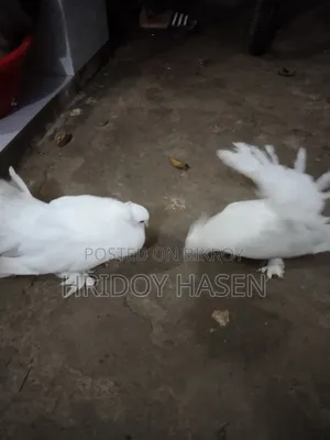 কবুতরের বাজার