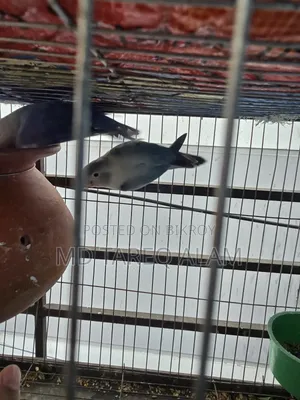 Love Bird Blue Fisher