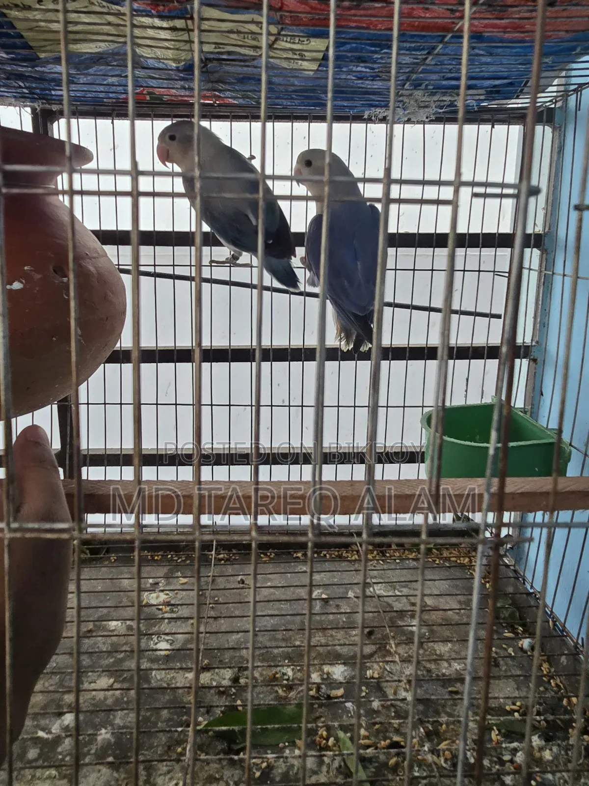 Love Bird Blue Fisher