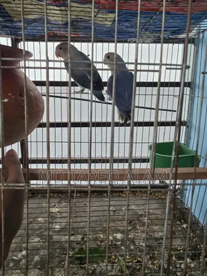 Love Bird Blue Fisher