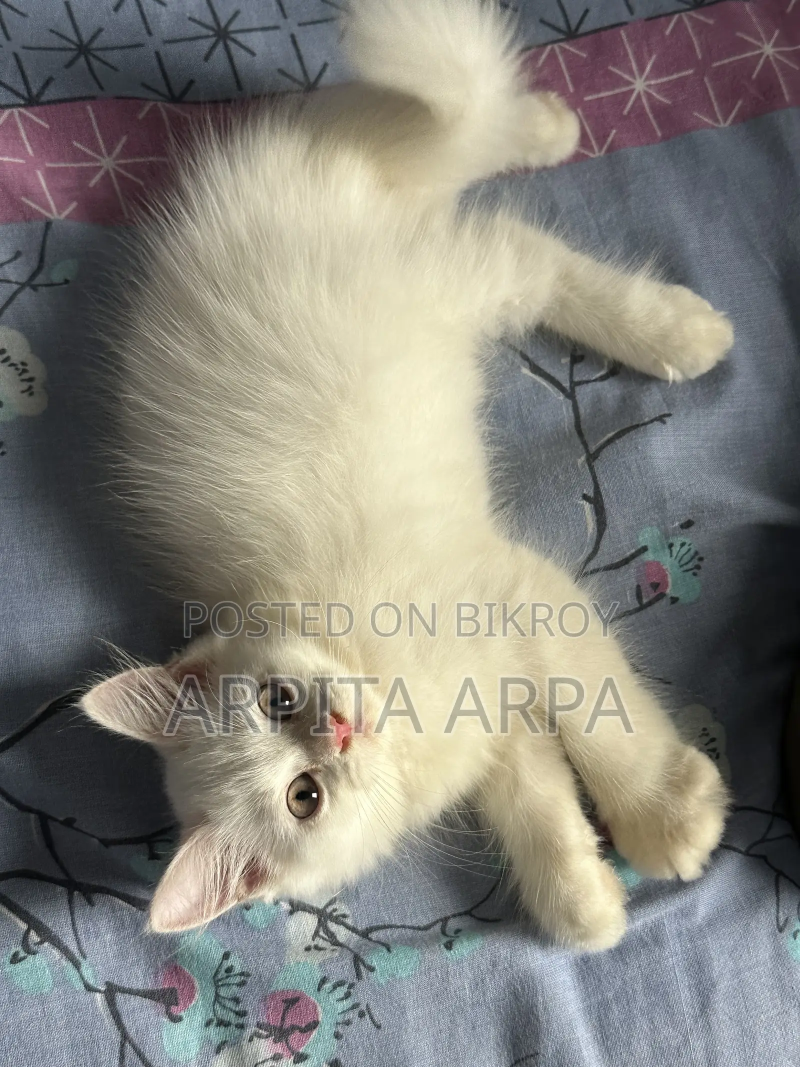 1-3 Months Male Purebred Persian