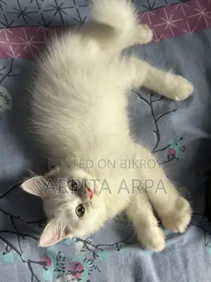 1-3 Months Male Purebred Persian