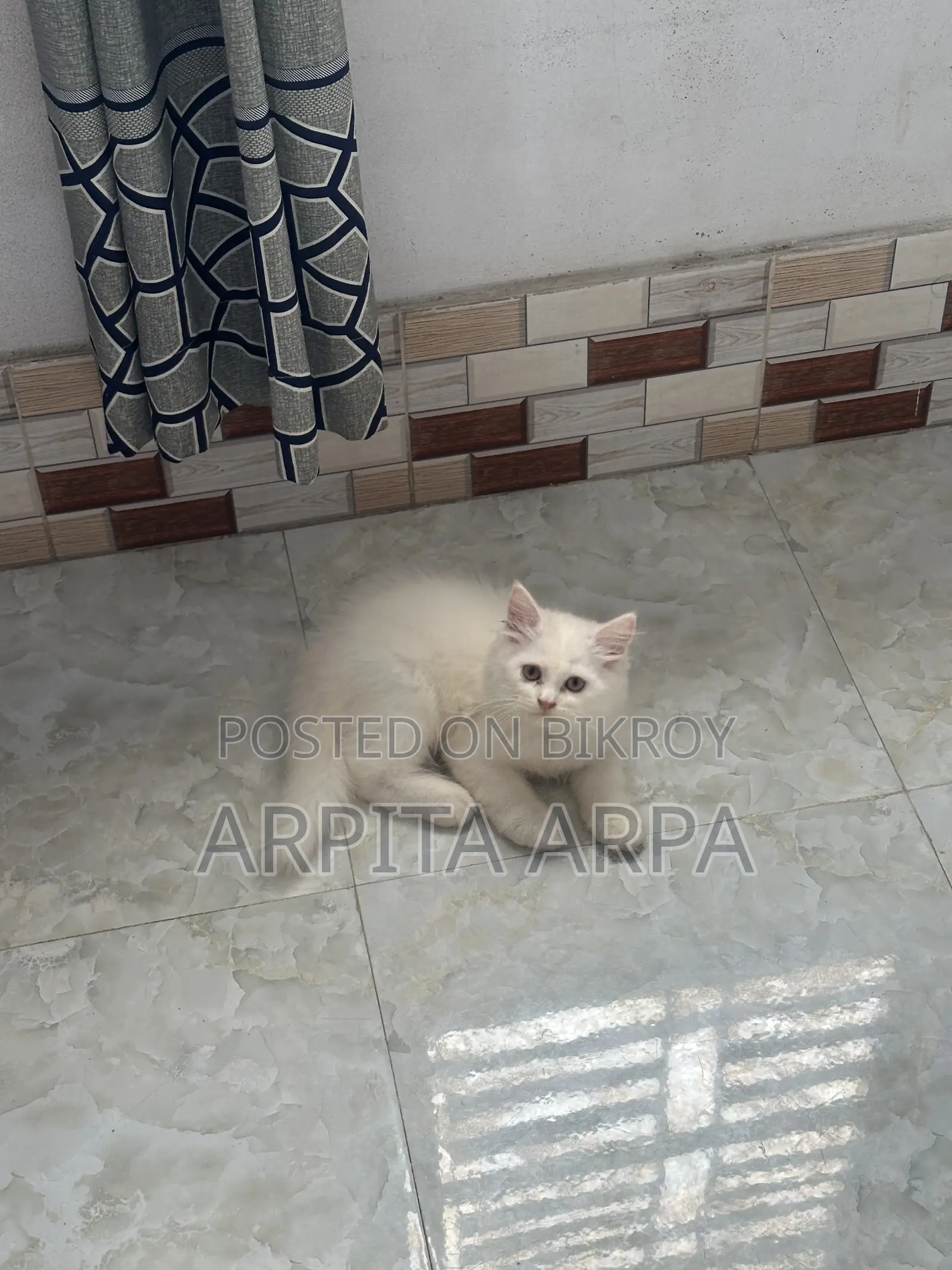 1-3 Months Male Purebred Persian