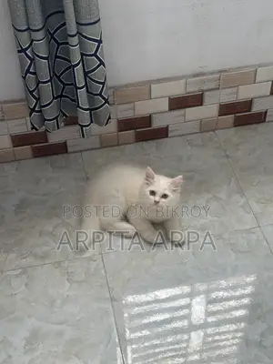 1-3 Months Male Purebred Persian