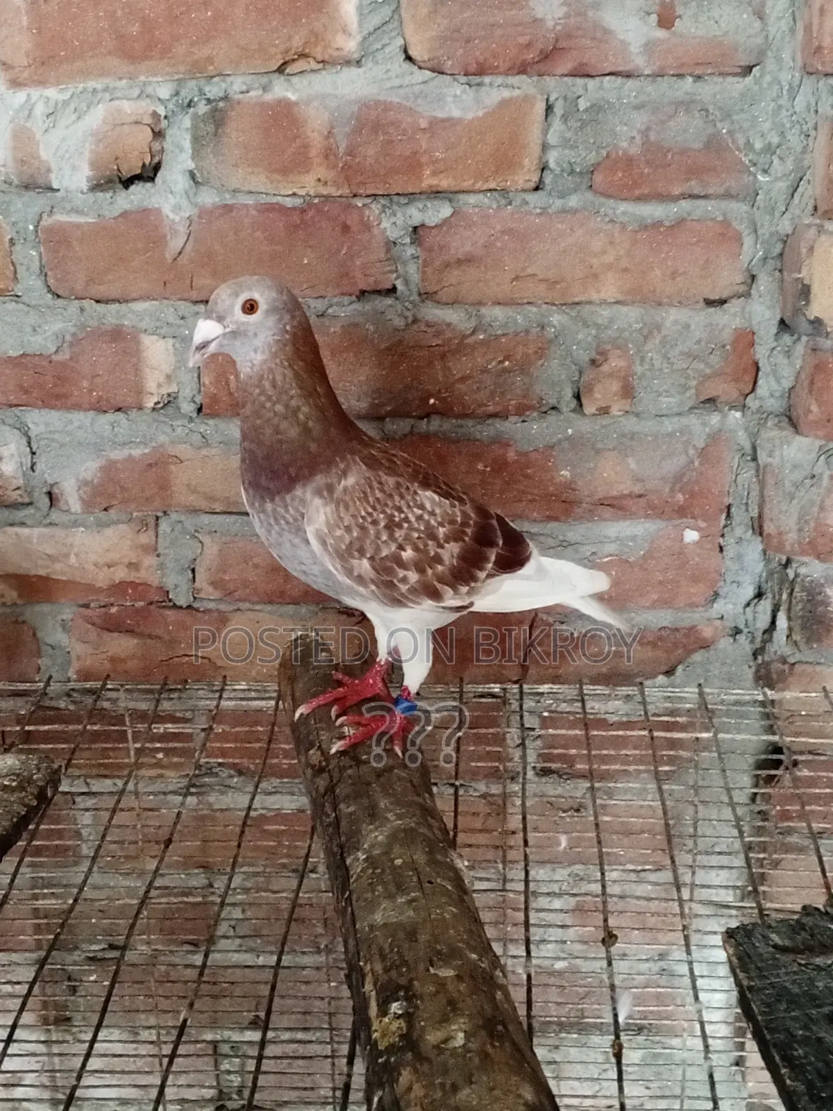 Racer Pigeon