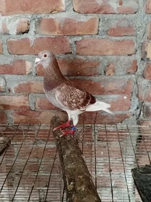Racer Pigeon