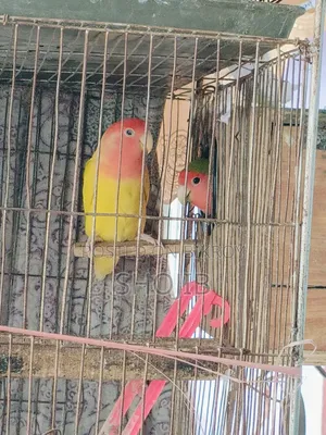 Love Birds