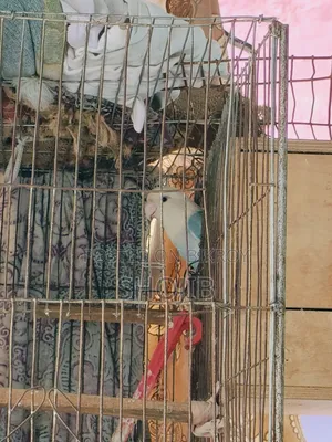 Love Birds