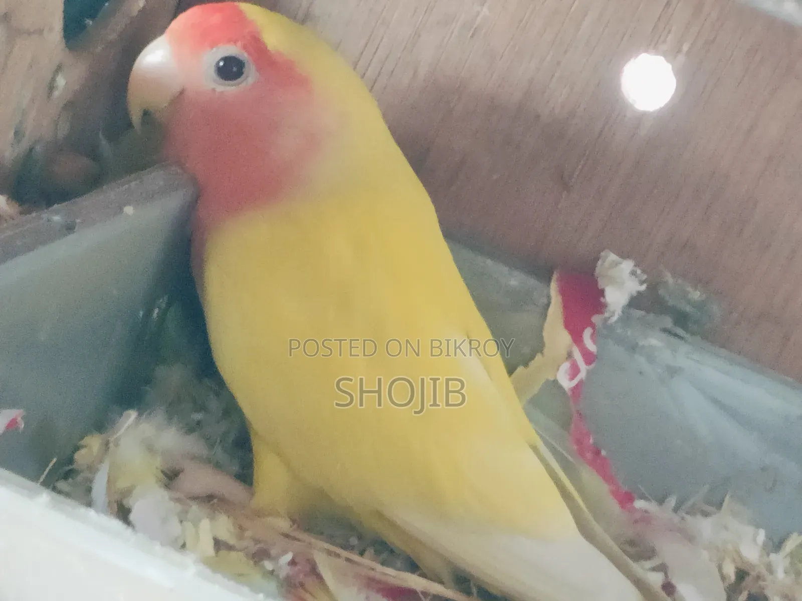 Love Birds