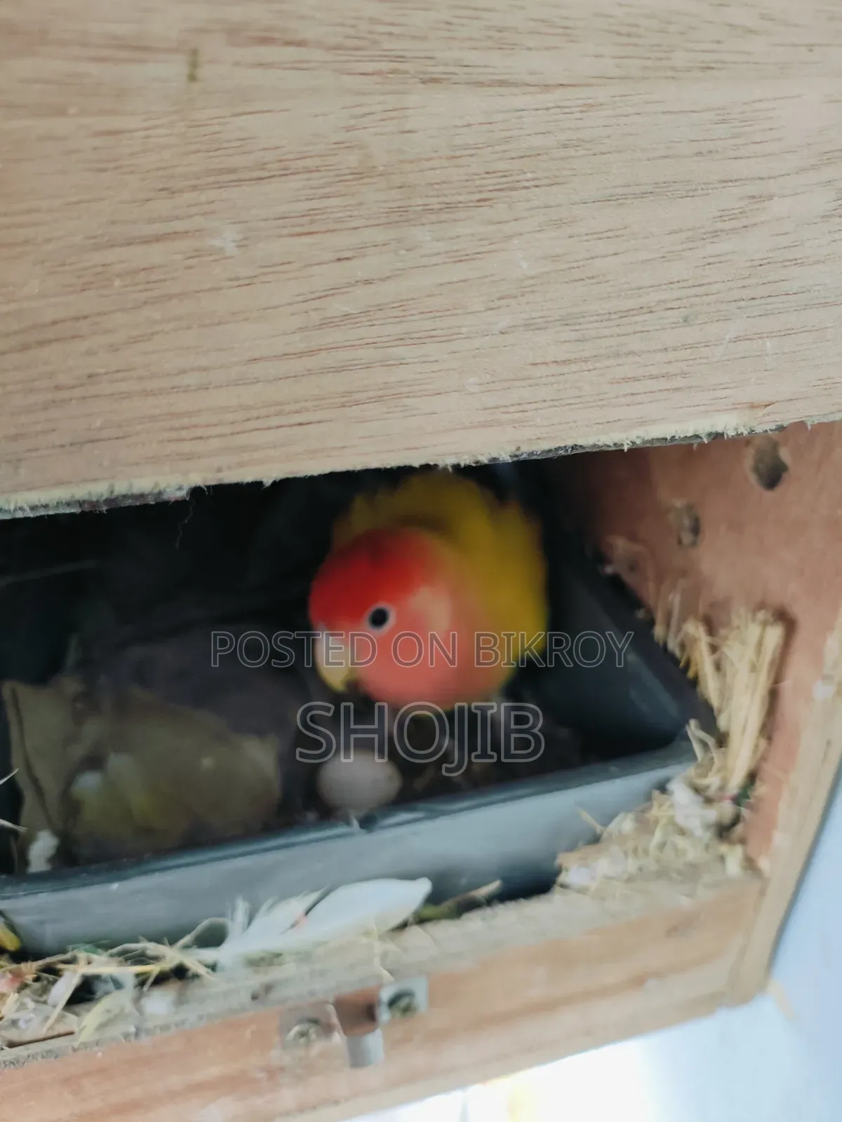 Love Birds