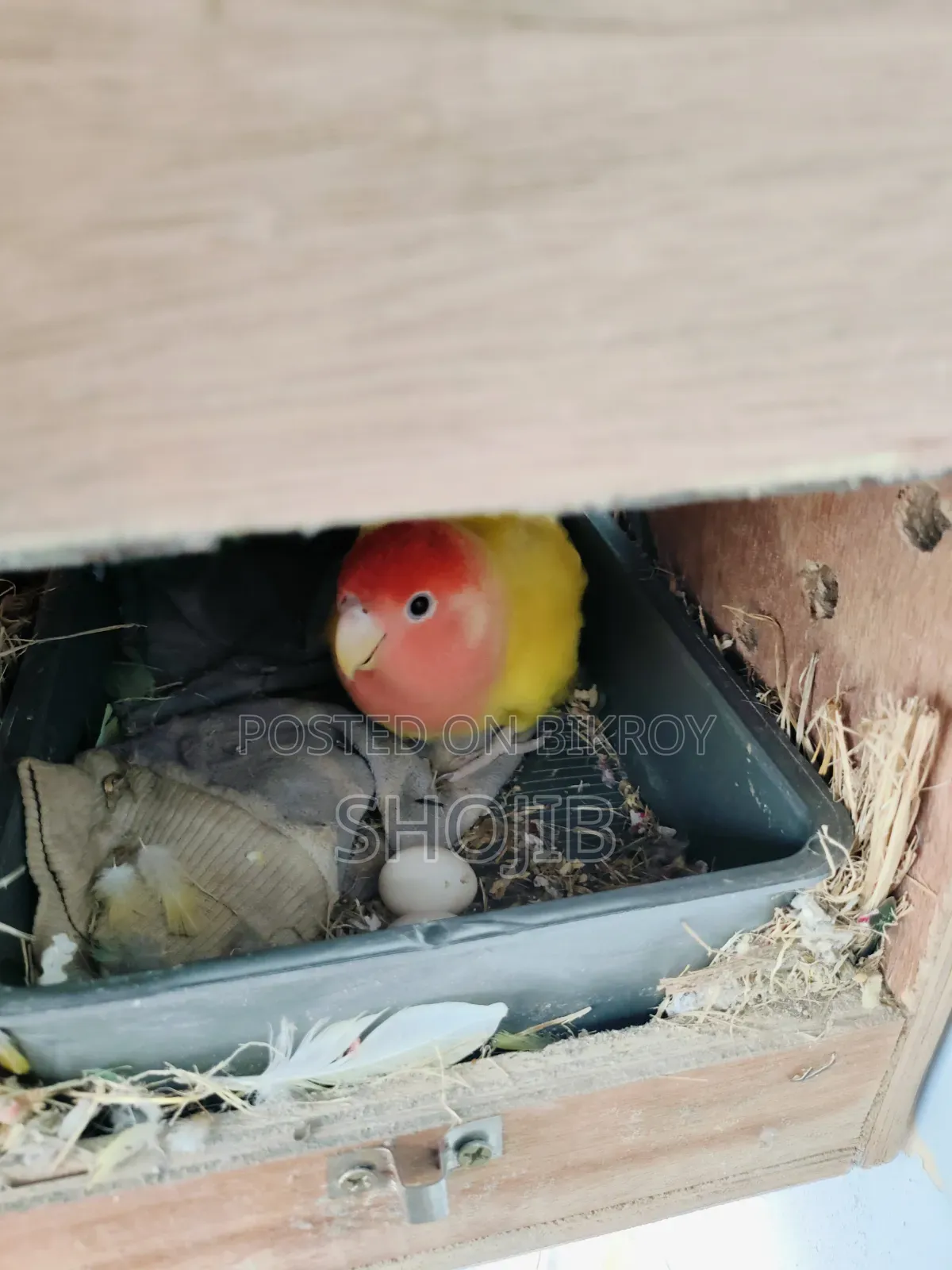 Love Birds