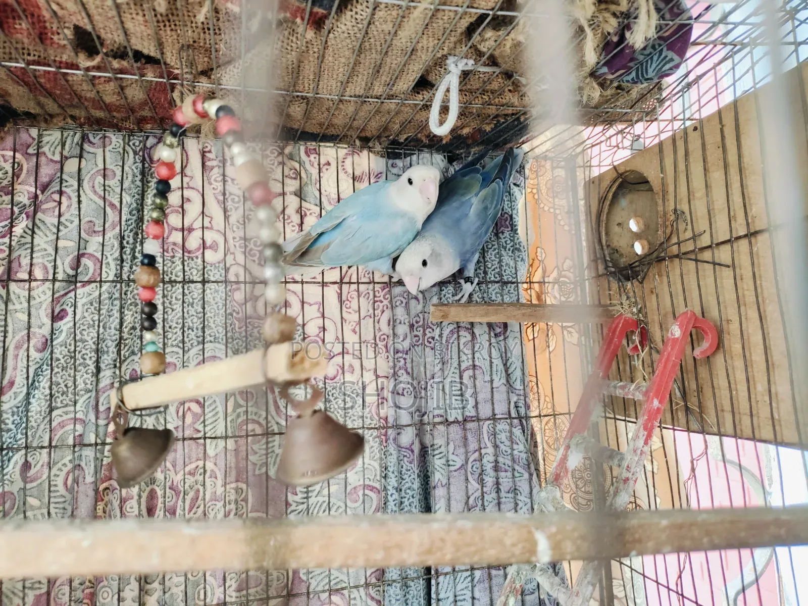 Love Birds