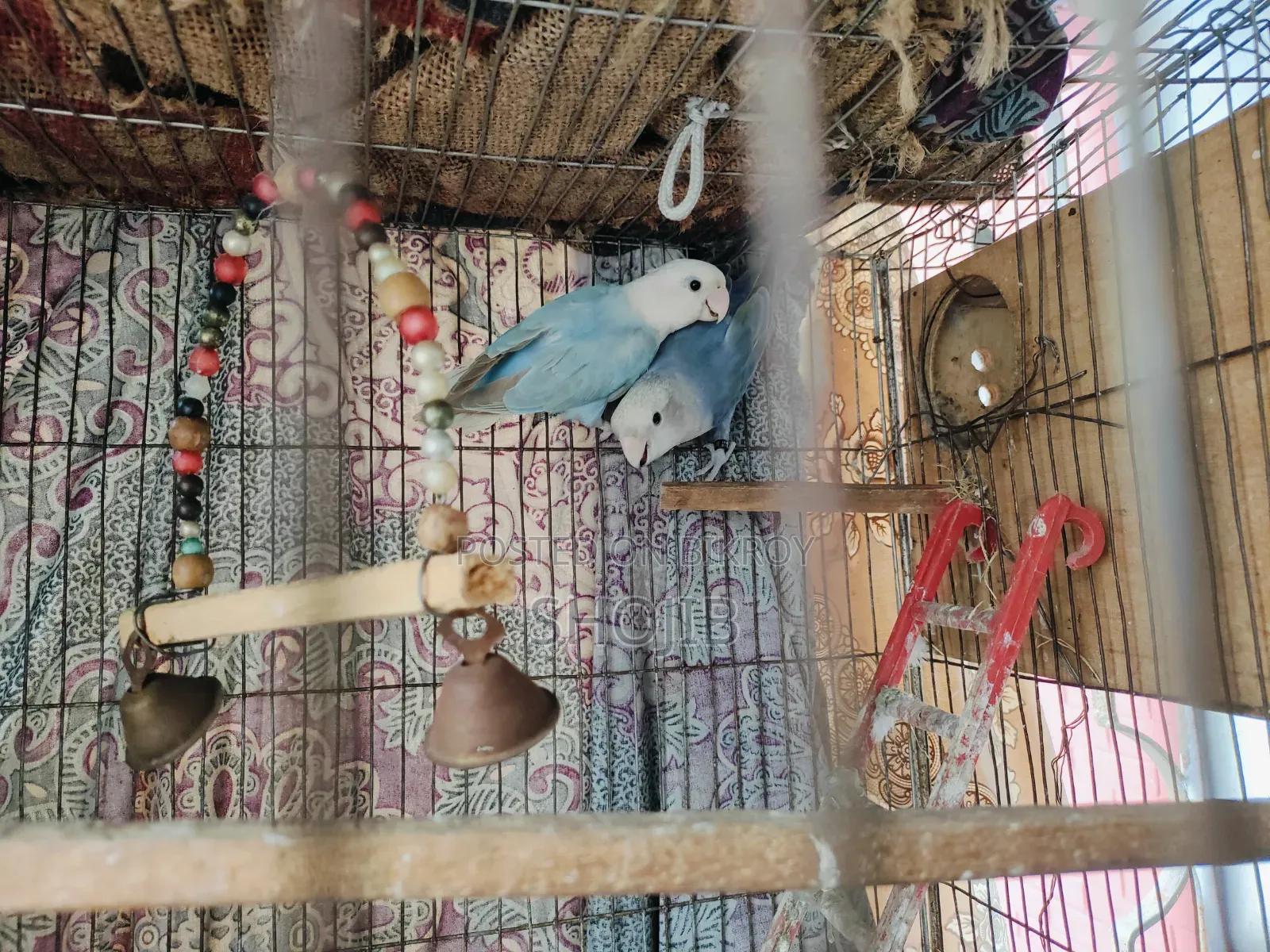 Love Birds