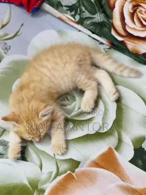 1-3 Months Male Mixed Breed Persian