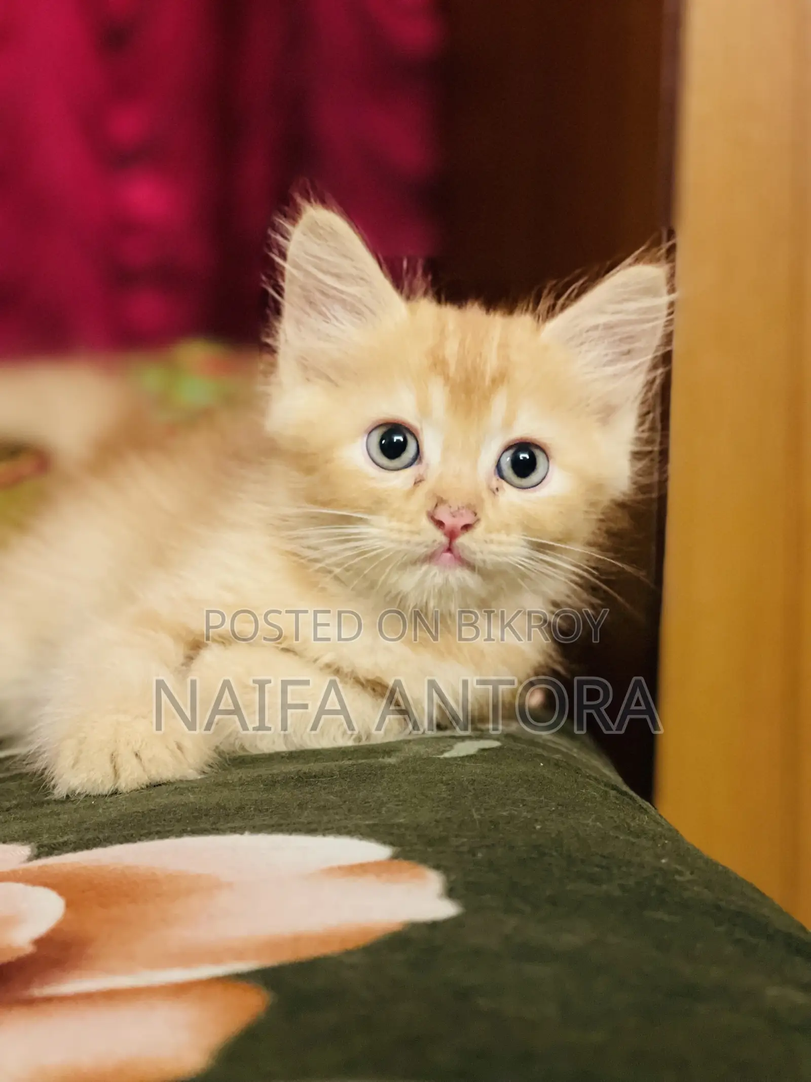 1-3 Months Male Mixed Breed Persian