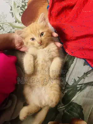 1-3 Months Male Mixed Breed Persian