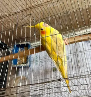 Cockatiel Female Adult