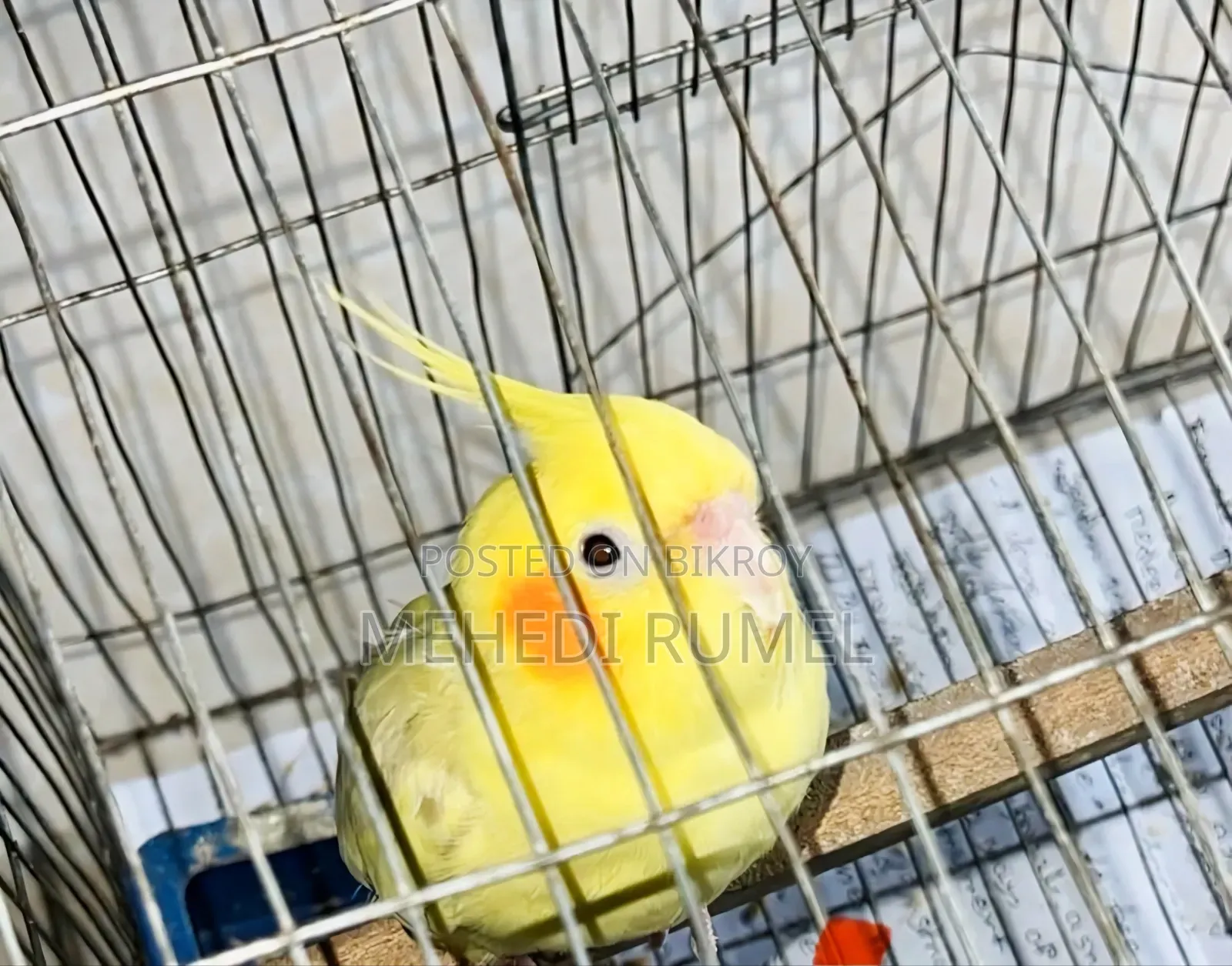 Cockatiel Female Adult