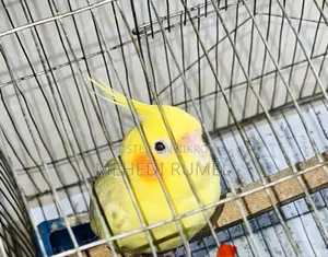Cockatiel Female Adult
