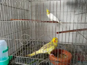 Cockatiel Female Adult