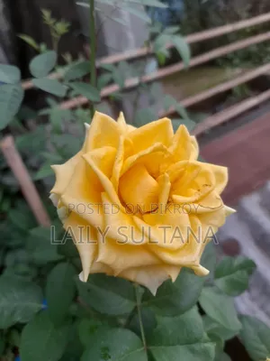 তোশক ছাড়া খাট