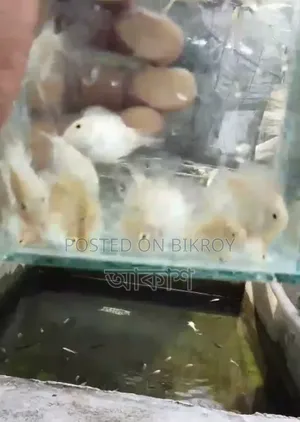 5 pieces Snow White Parrot available, Taka for all, currently laying eggs