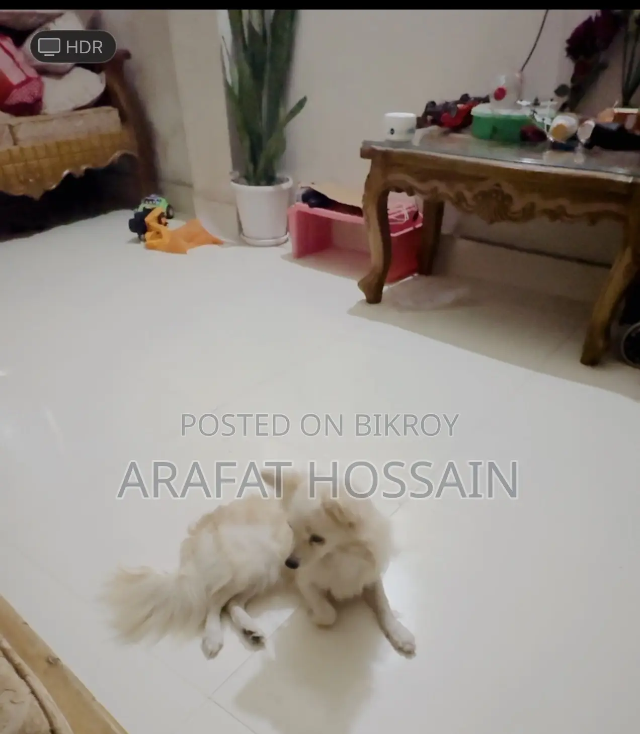 6-12 Months Female Purebred Japanese Spitz