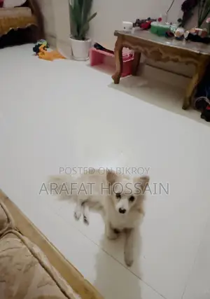 6-12 Months Female Purebred Japanese Spitz