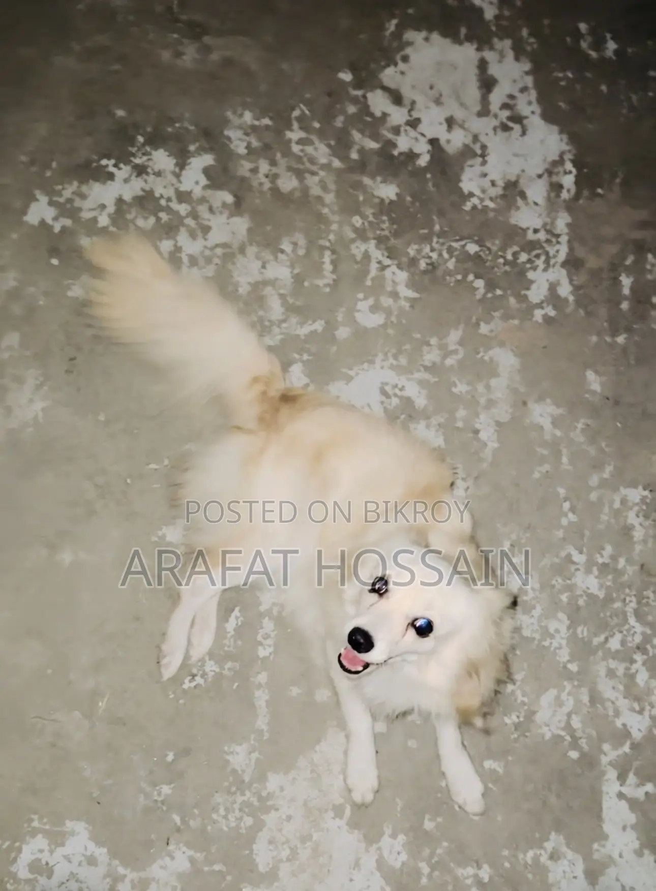 6-12 Months Female Purebred Japanese Spitz