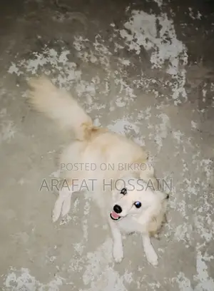 6-12 Months Female Purebred Japanese Spitz
