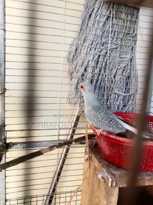 Diamond Dove Bird