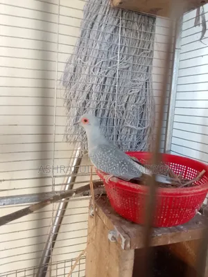 Diamond Dove Bird