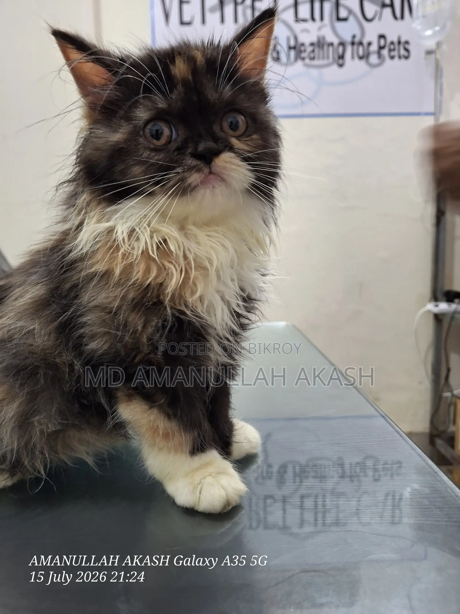 1-3 Months Female Purebred Exotic