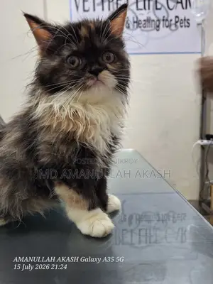 1-3 Months Female Purebred Exotic