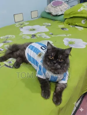 6-12 Months Male Purebred Persian