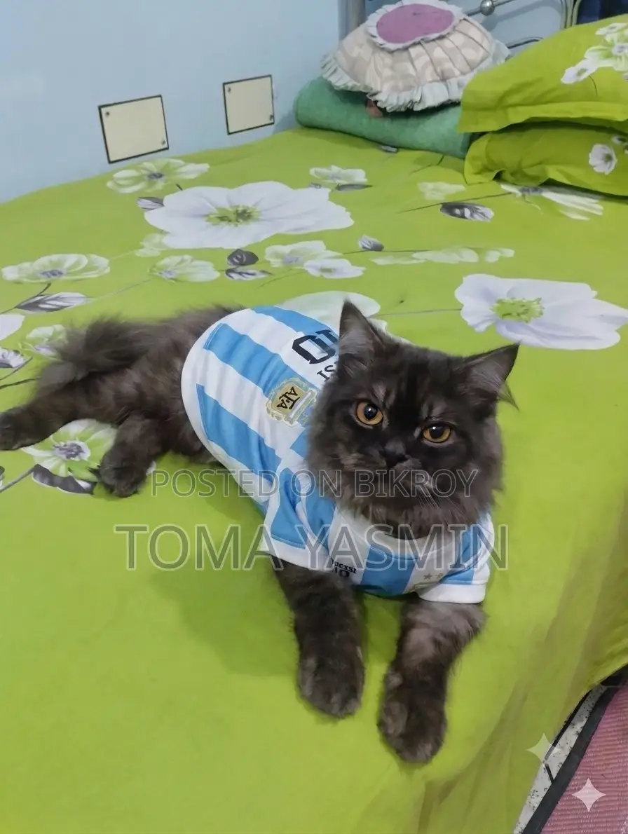 6-12 Months Male Purebred Persian