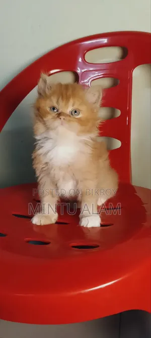1-3 Months Female Purebred Persian
