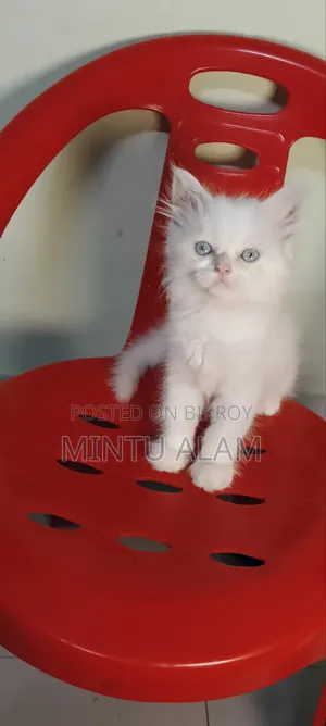 1-3 Months Female Purebred Persian