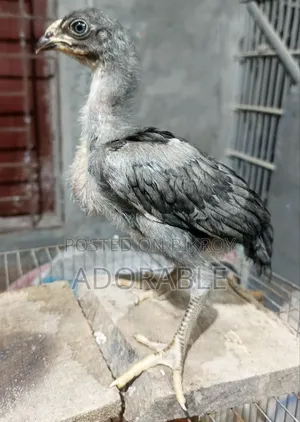আসিল/ফাইটারের বাচ্চা