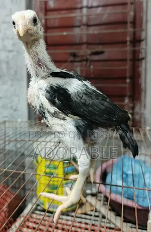 আসিল/ফাইটারের বাচ্চা