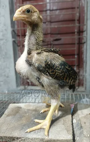 আসিল/ফাইটারের বাচ্চা