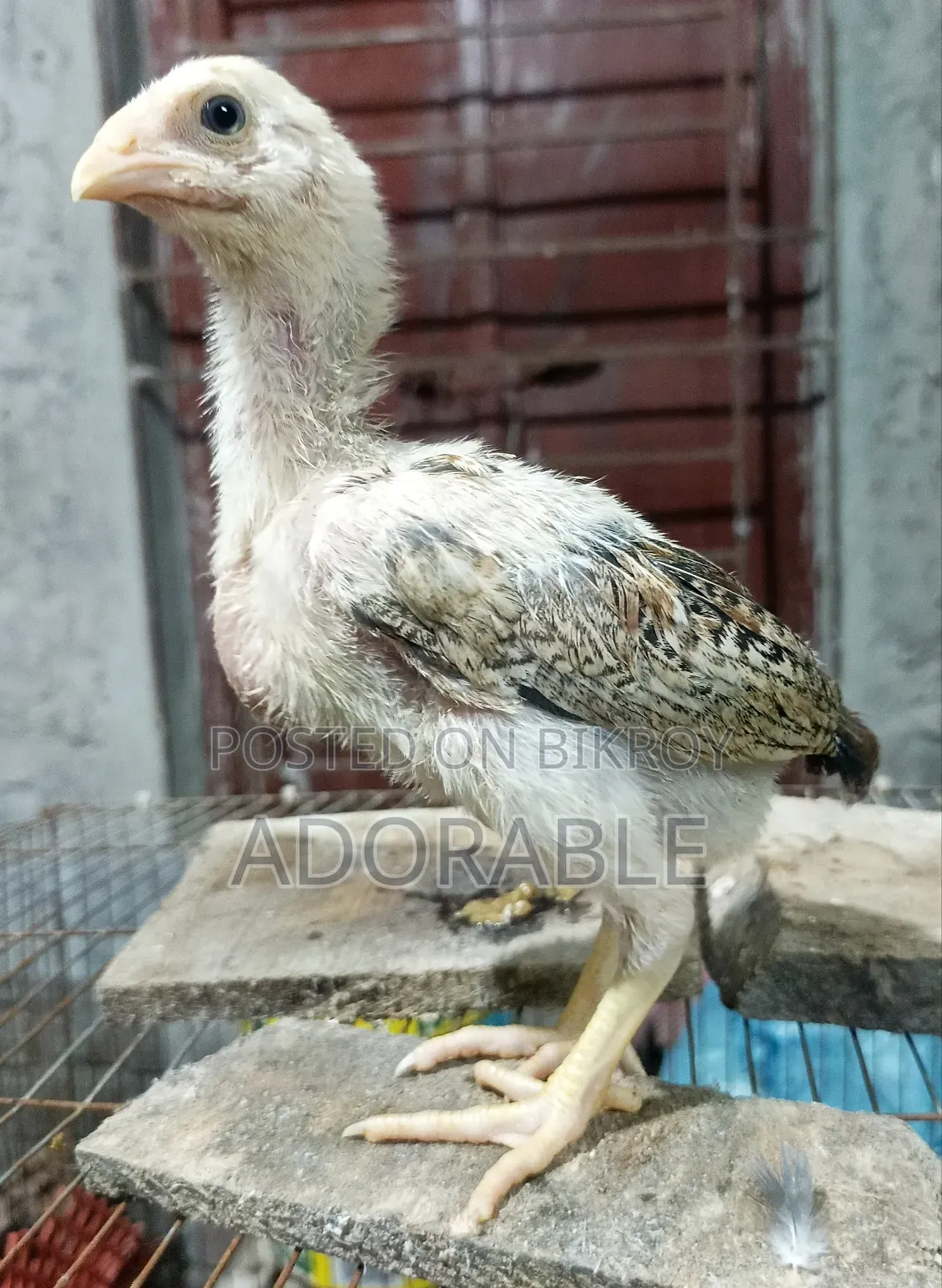 আসিল/ফাইটারের বাচ্চা